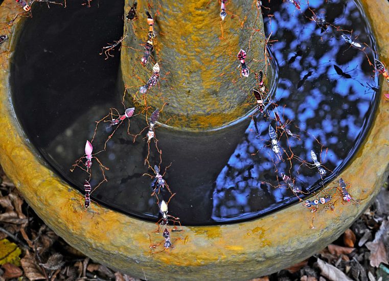 Ameisen WassergrabenAusschnitt