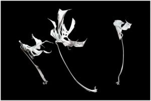 01-Monsteradeliciosa-3xBlatt-s-5fab61cbd19f4667a5ffb3e16d780149