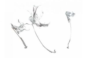 01-Monsteradeliciosa-3xBlatt-w-9c432e560d51b07a8d5c3e3e281be449