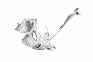 03-Monstera-1Blatt-w-30-a25349b7e3a4583ecb1807118b1d19b1