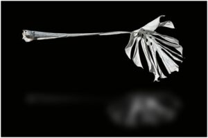 BAR00031-Monstera-schw--433481e917420824426a653a7230c2d9